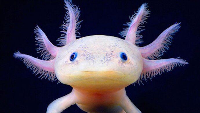 axolotl